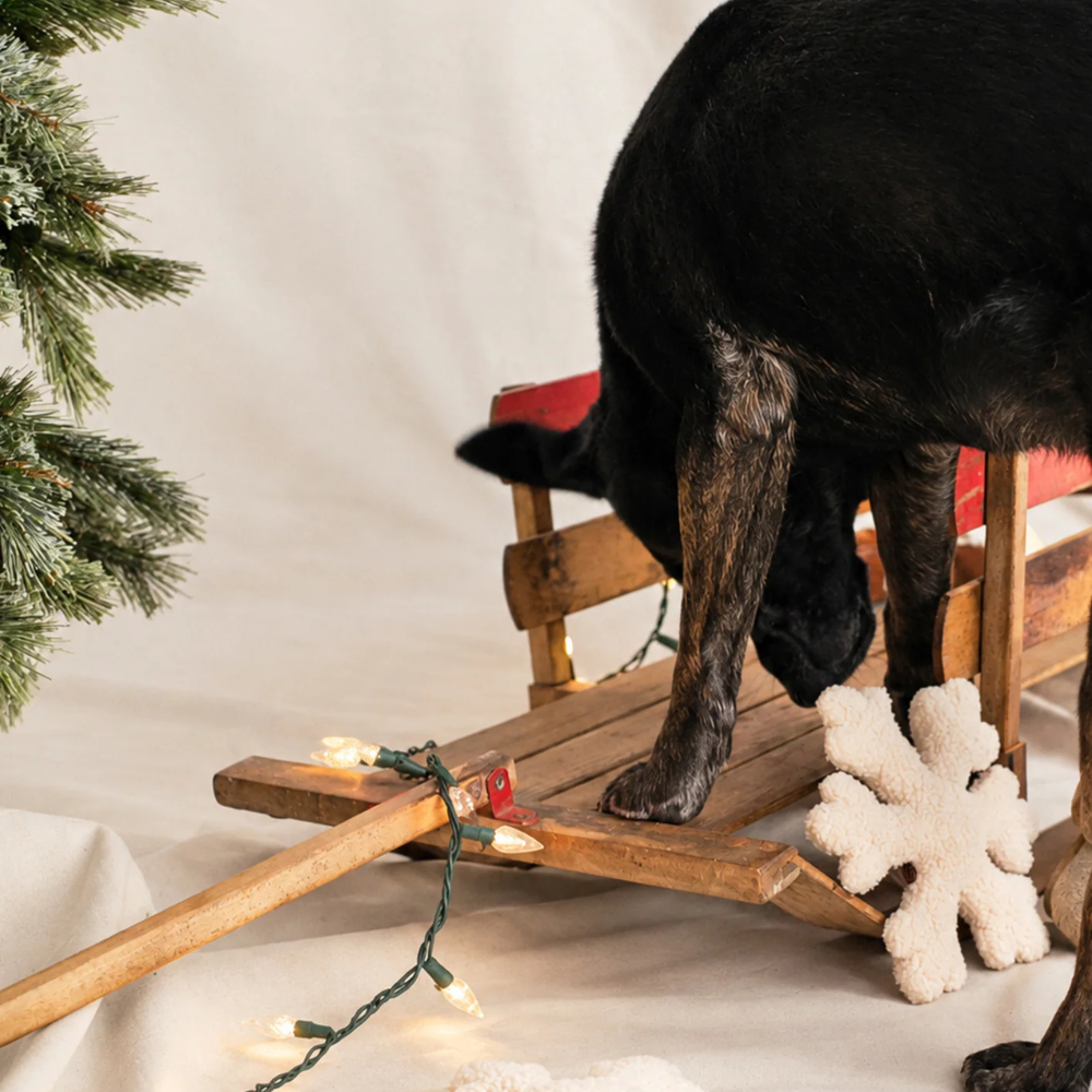 MODERNBEAST Plüschspielzeug für Hunde The Snowflake Moodbild
