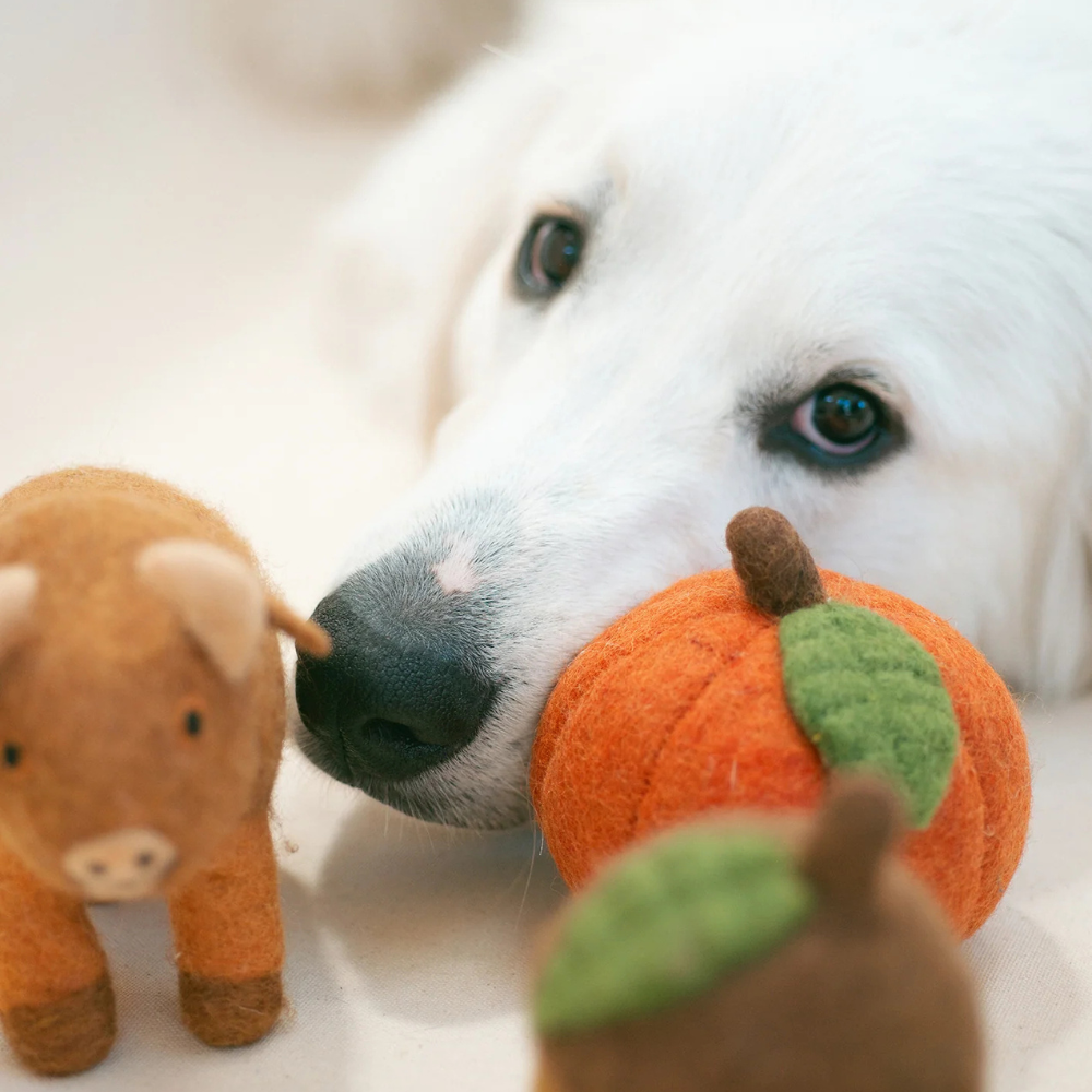 MODERNBEAST Hundespielzeug Kürbis aus 100% Wollfilz Moodbild