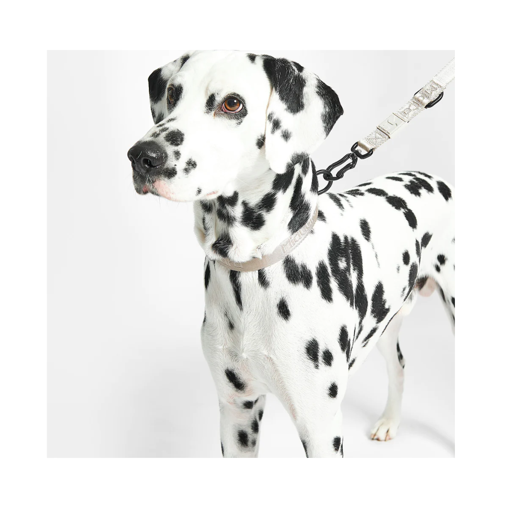 Tragebild MiaCara Leine & Hundehalsband Modena Asphalt