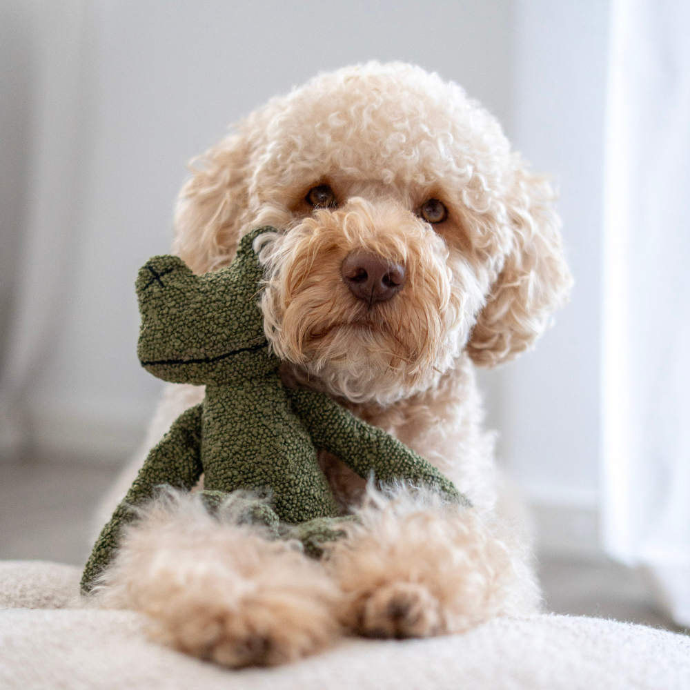 Moodbild Hundespielzeug GRETA The Frog - Lillabel
