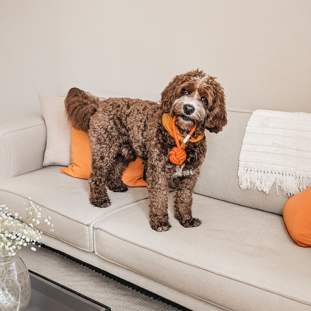 Moodbild Hundespielzeug Schleuderball Lio Carrot Orange - LOVIN'DOG