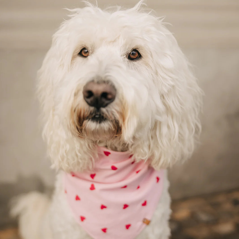 Nahaufnahme Lieblingspfote Halstuch "Always Lovely"