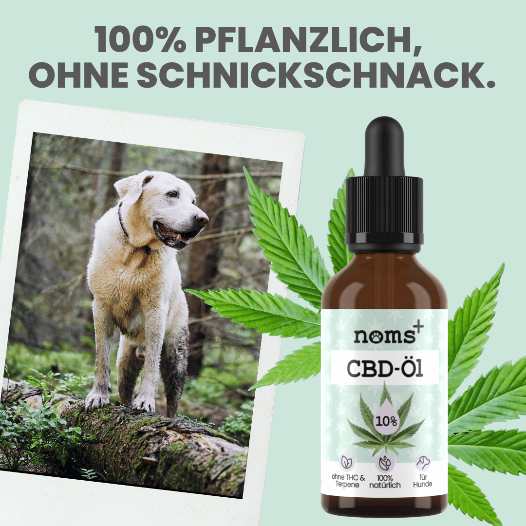 Noms+ CBD Tropfen für Hunde zur äußerlichen Anwendung