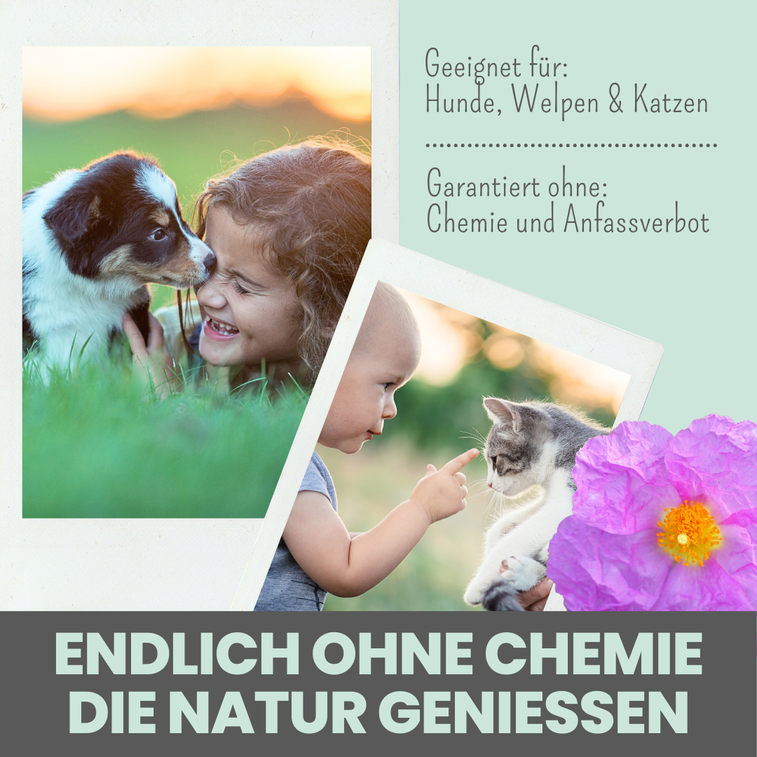 noms+ Zistrosen Tabs - 100% natürliche Leckerli für Wald- & Wiesenspaziergänge