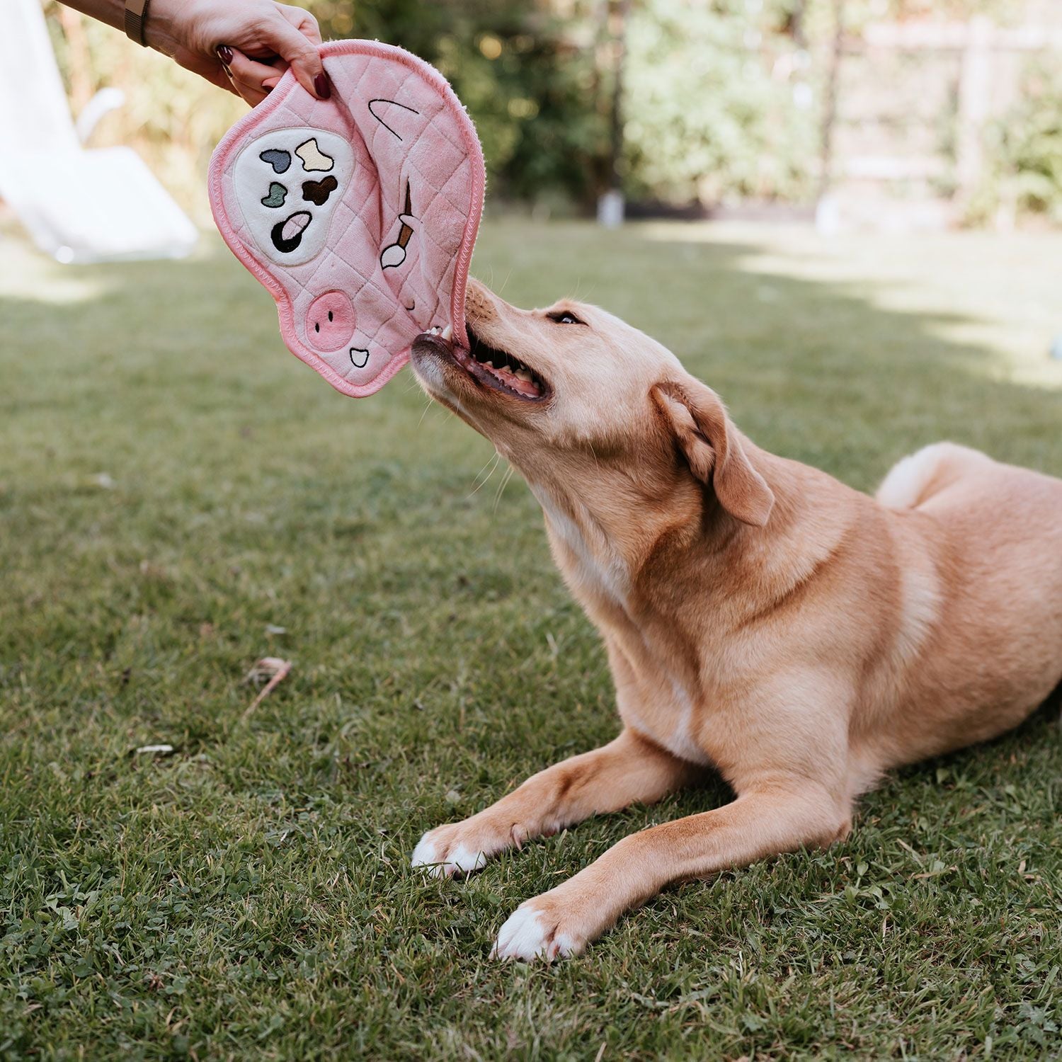 Hund mit Hundespielzeug Koloa Pigasso 24 cm - HUNTER