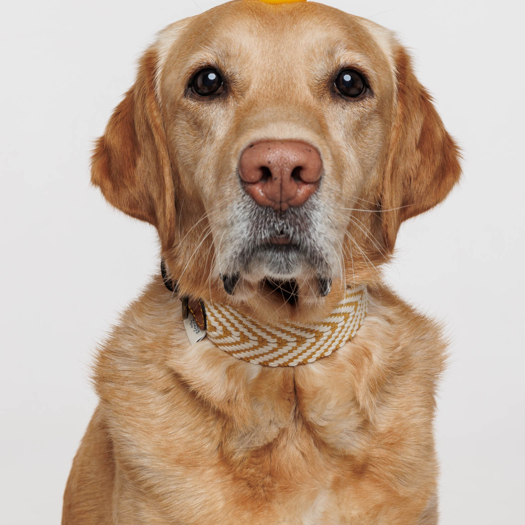 Hund mit Halsband Portixol Sand - Summer Edition - Buddys Dogwear