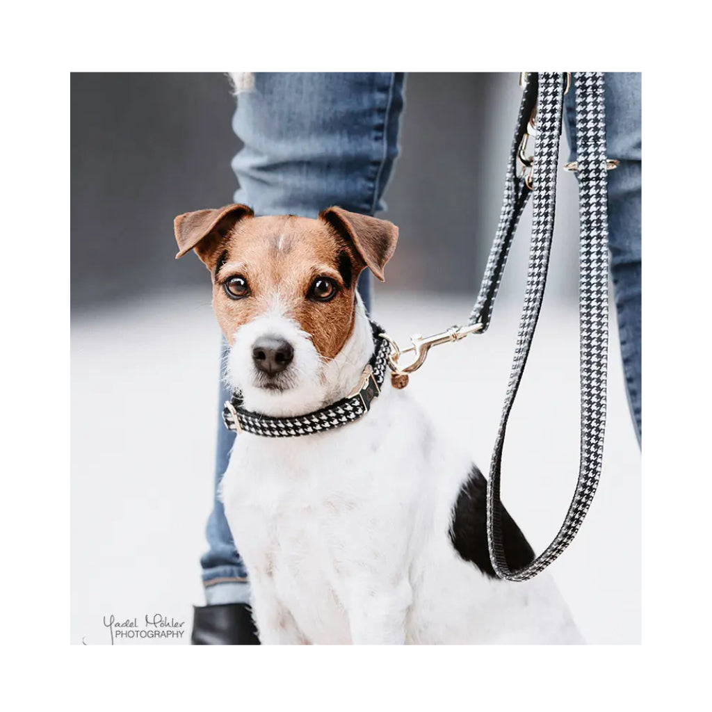 Hund mit Pied-de-Poule Schwarz Weiß Hahnentritt Set - Kentucky Dogwear