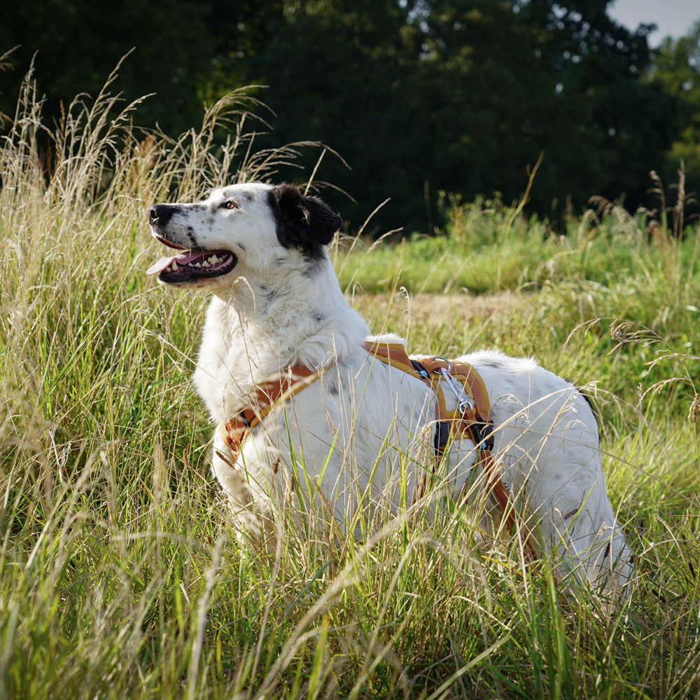 Tragebild Hund mit Hundegeschirr SAFTY FUN Goldglöckchen - annyx