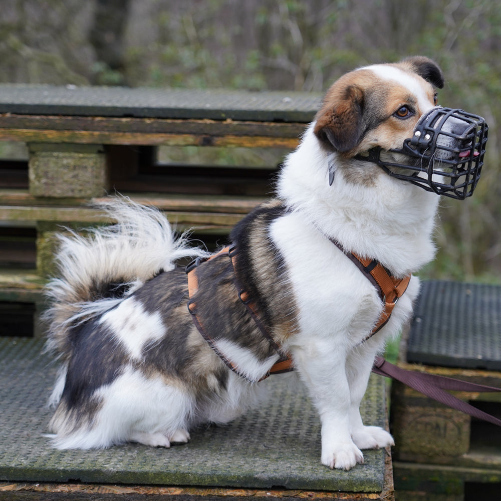 Tragebild Hund mit Hundegeschirr SAFTY FUN Braun-Bernstein - annyx