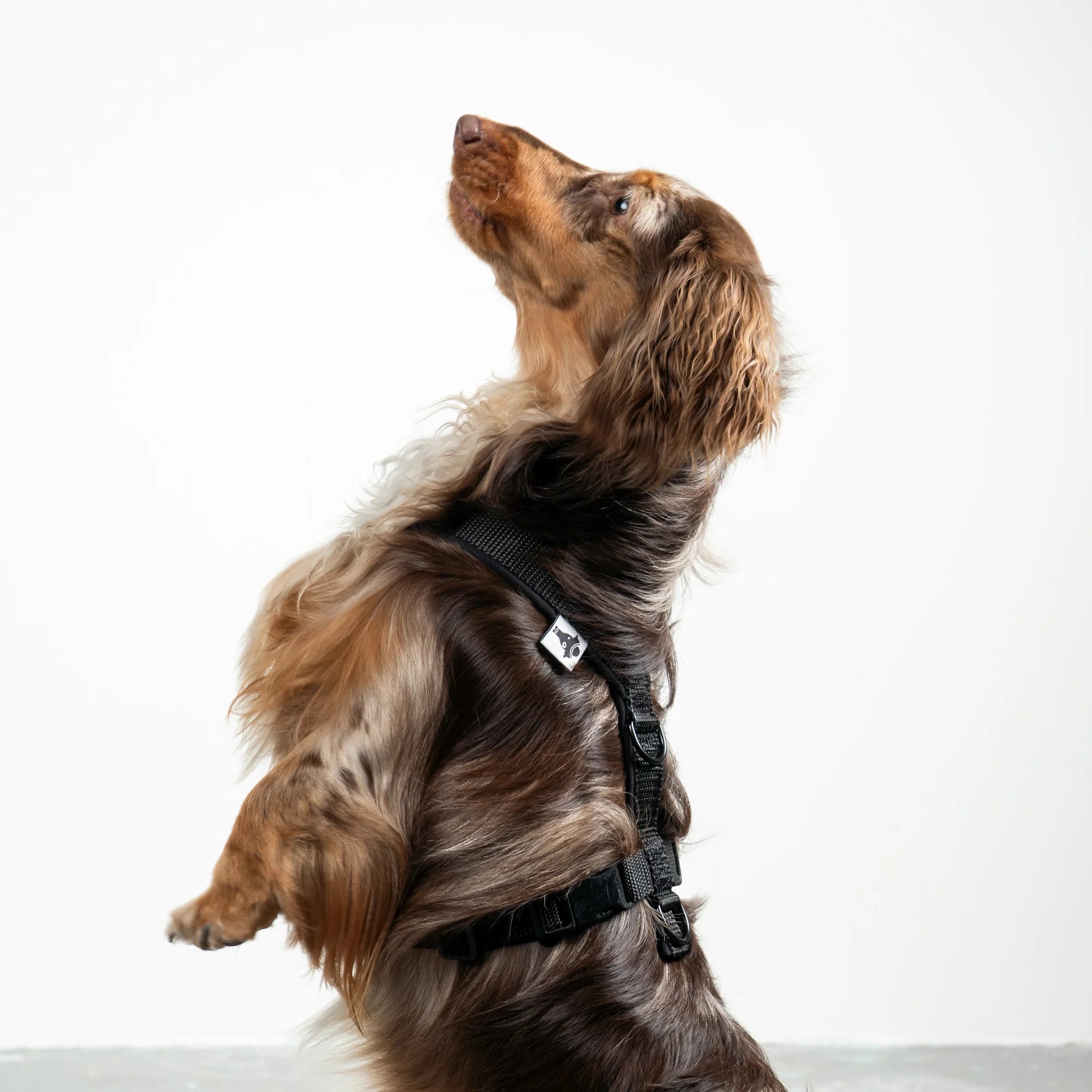 KARMA HUND Hundegeschirr Softshell für Dackel Schwarz