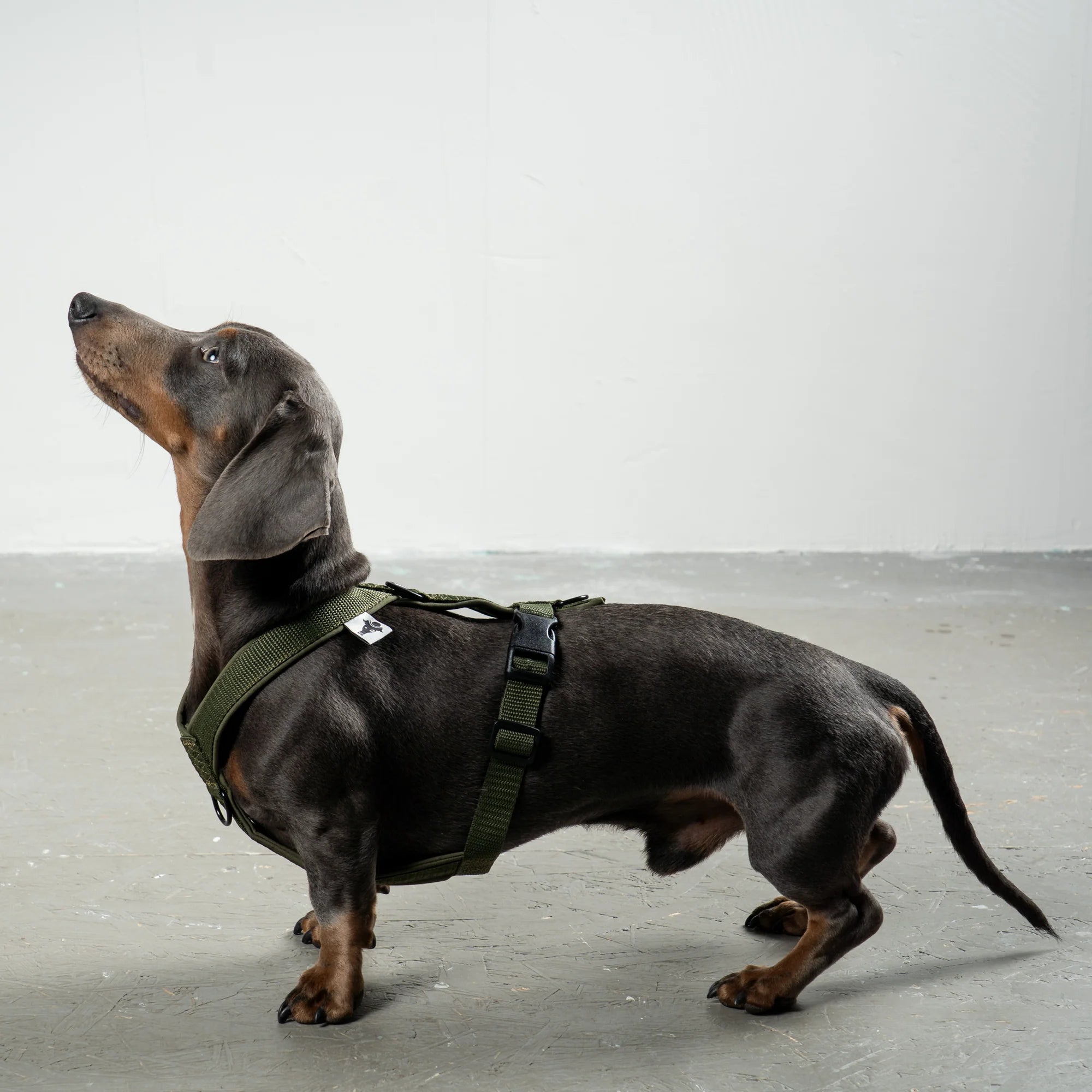 KARMA HUND Hundegeschirr Softshell für Dackel Dark Olive