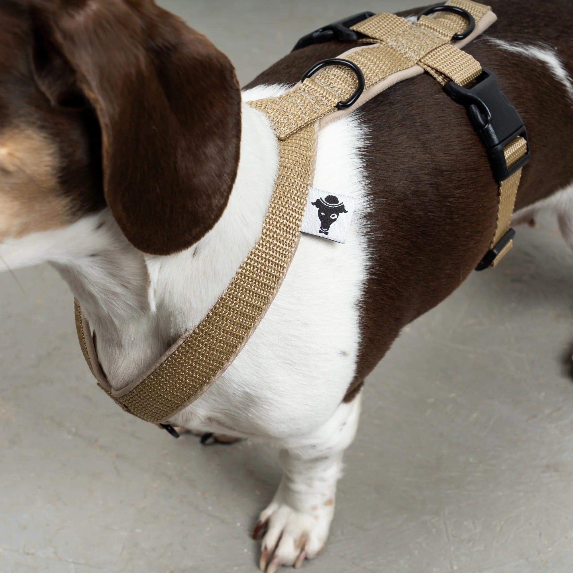 KARMA HUND Hundegeschirr Softshell für Dackel Sand