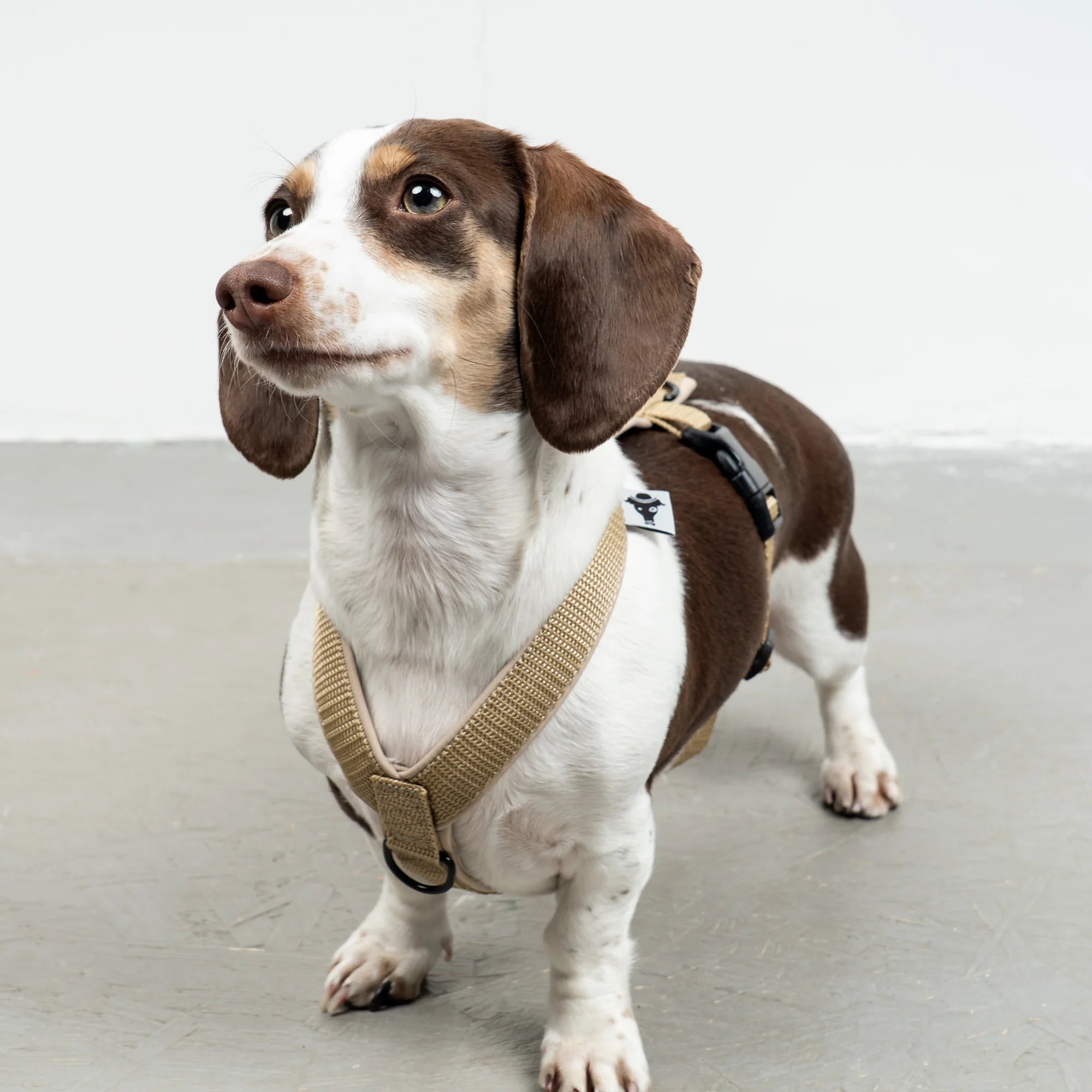 KARMA HUND Hundegeschirr Softshell für Dackel Sand