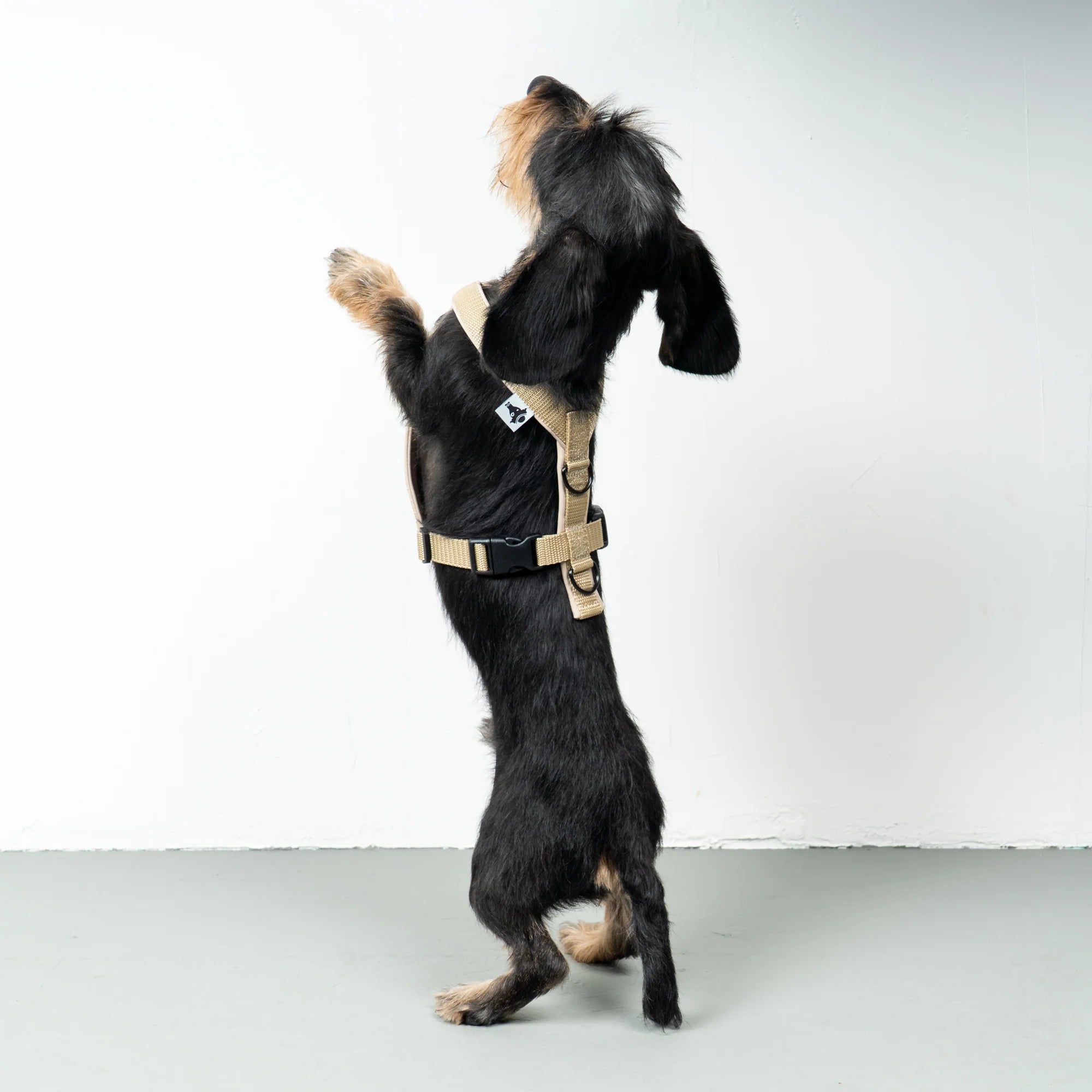 KARMA HUND Hundegeschirr Softshell für Dackel Sand