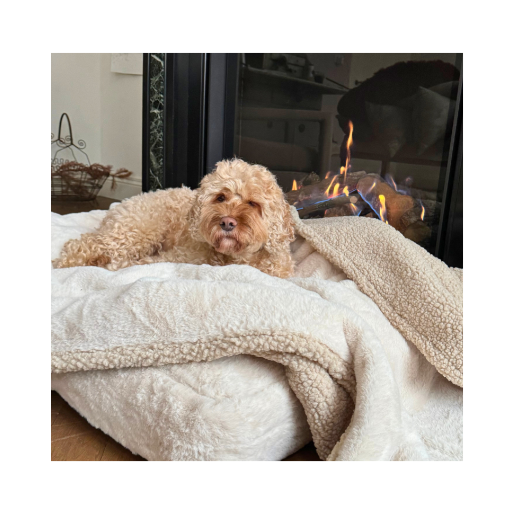 Hund auf Decke - große Wendedecke Teddy light & Fur fleece - Studio Proud