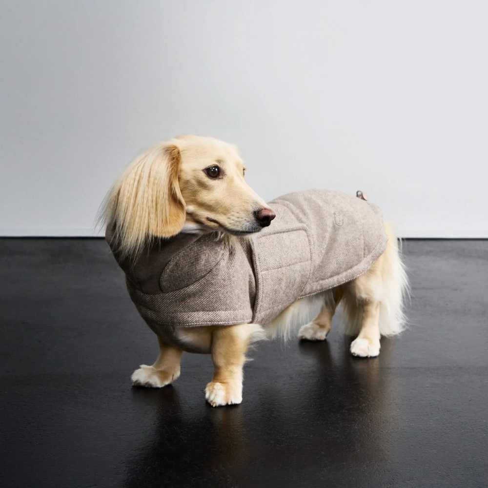 Tragebild Cloud7 Hundemantel DACKEL Brooklyn Tweed Beige