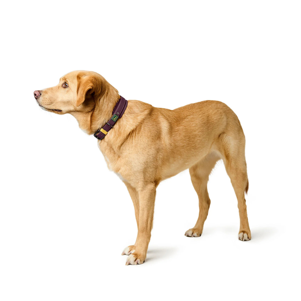 Tragebild Hund mit Halsband Havanna Brombeer - HUNTER