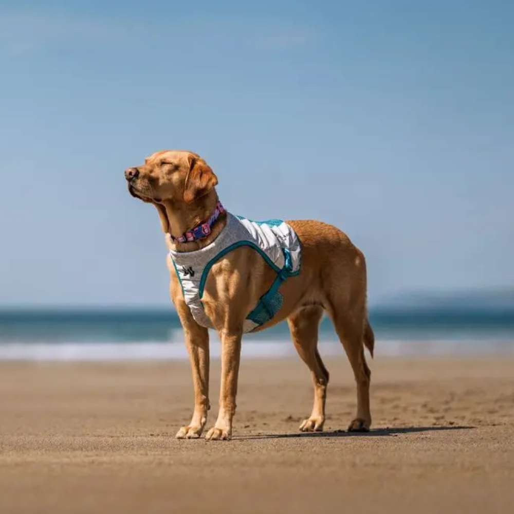 Tragebild Kühlweste Cooling Vest light grey/teal - non-stop dogwear