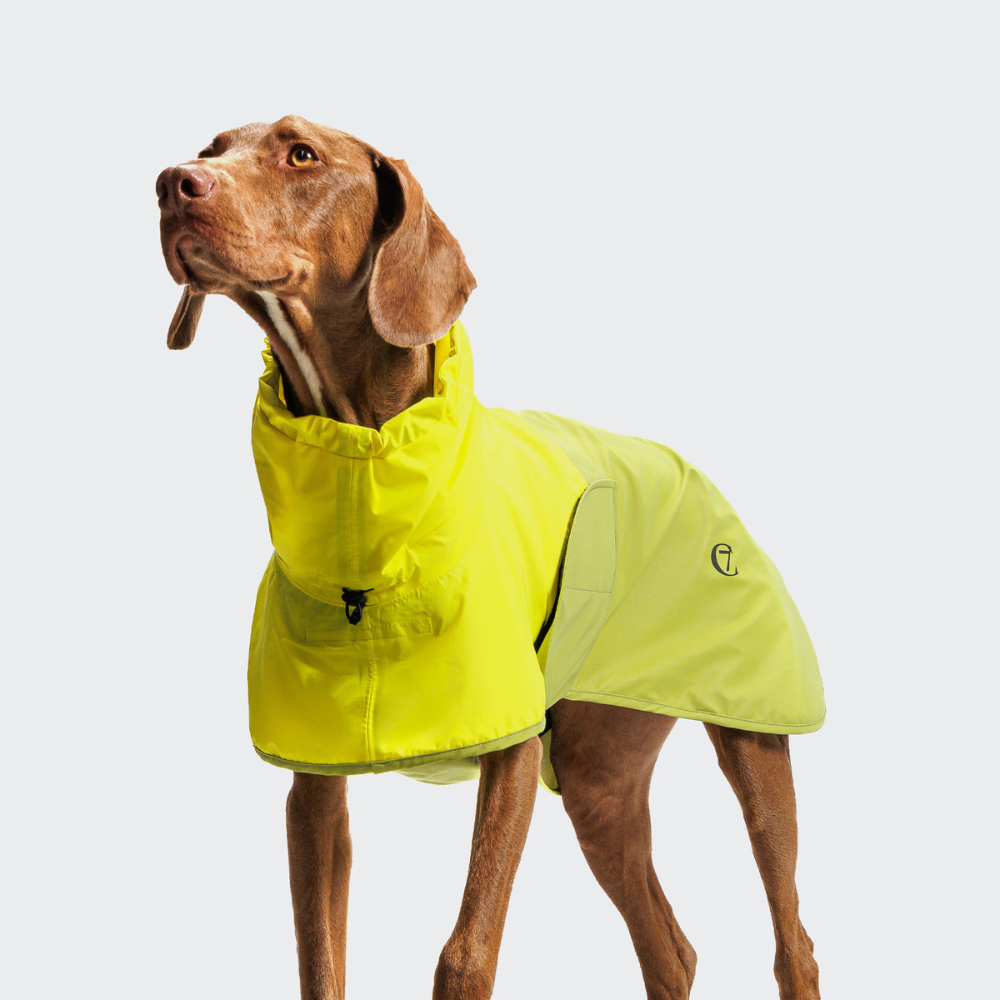 Tragebild Vorderseite Cloud7 AKTIV Hunderegenmantel Neon Green-Light Olive