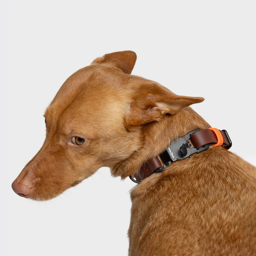 Tragebild Cloud7 Hundehalsband BioThane Ipanema Aubergine Orange