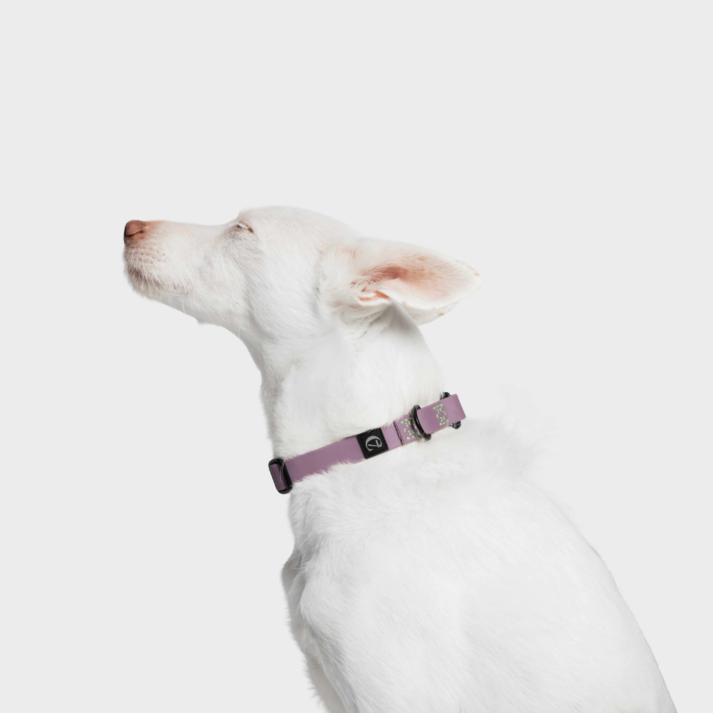 Tragebild Cloud7 Hundehalsband BioThane Ipanema Lilac Neon Green