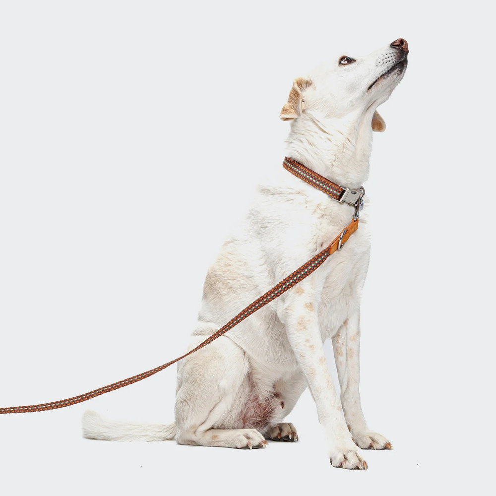 Tragebild Cloud7 Hundeleine &Hundehalsband Klick Prater Sunset