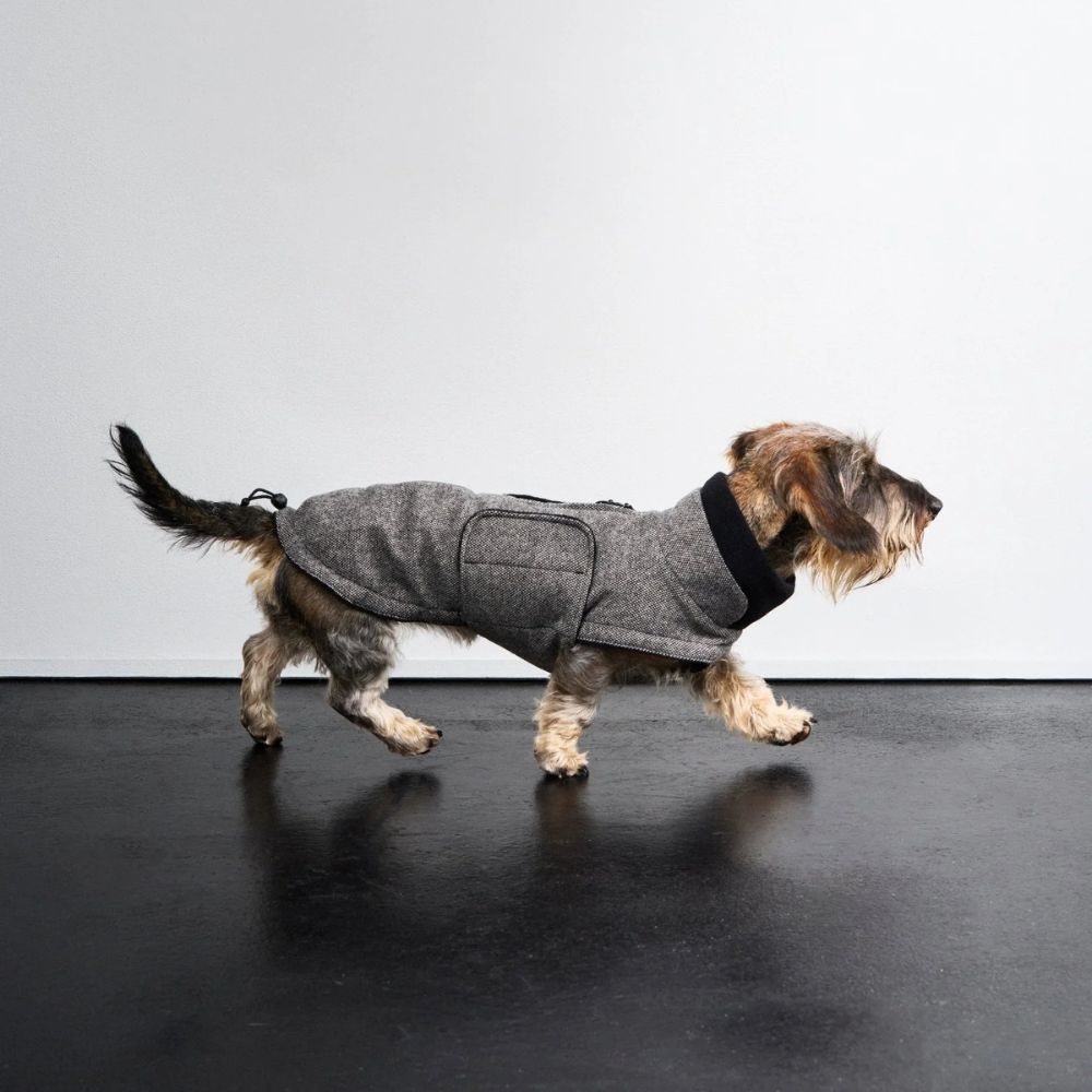 Tragebild Cloud7 Hundemantel DACKEL Brooklyn Tweed Black