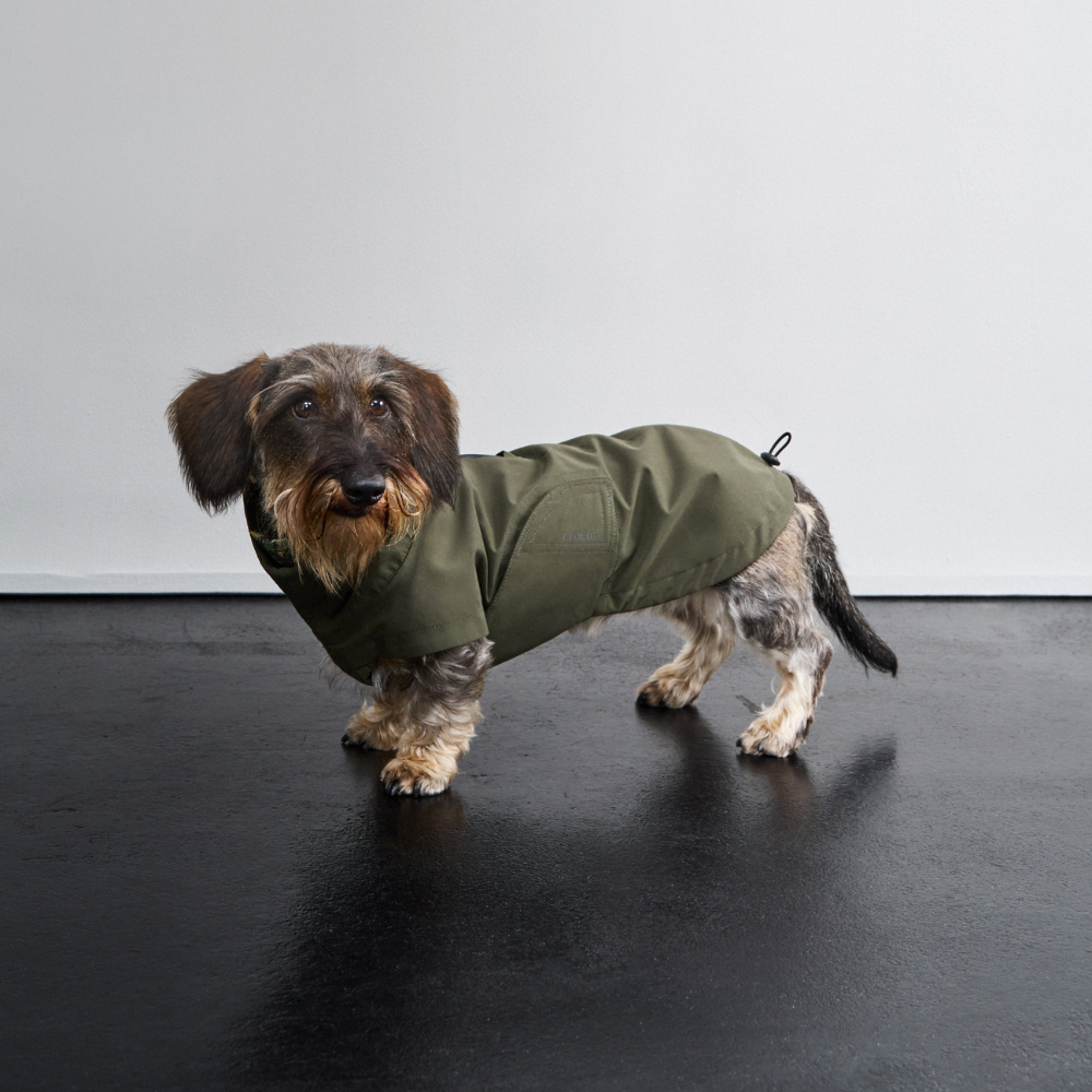 Tragebild Cloud7 Hunderegenmantel Dublin DACKEL 2.0 Dark Olive