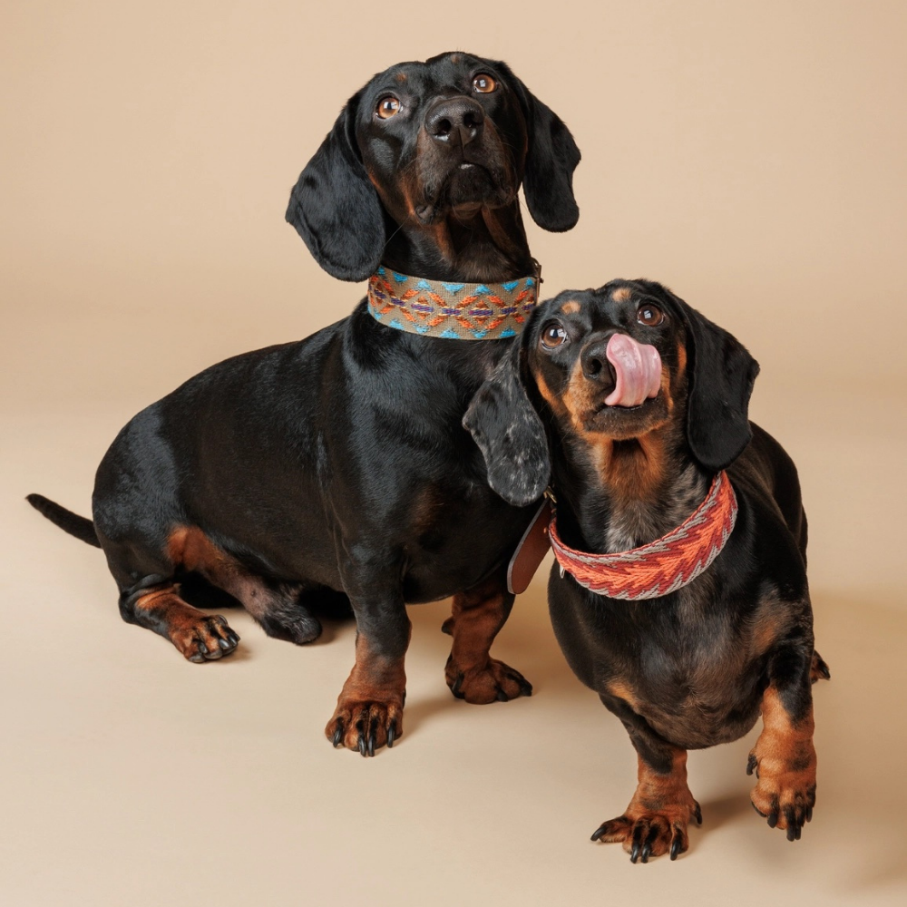 Tragebild Halsband ETNA Grün & Peruvian Arrow Orange - Buddys Dogwear