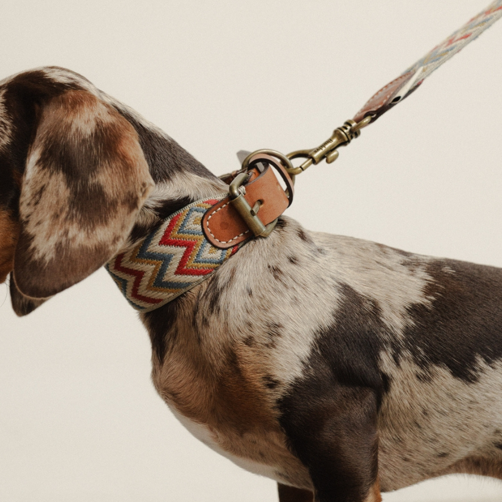 Tragebild Halsband Naya Zickzack - Buddys Dogwear