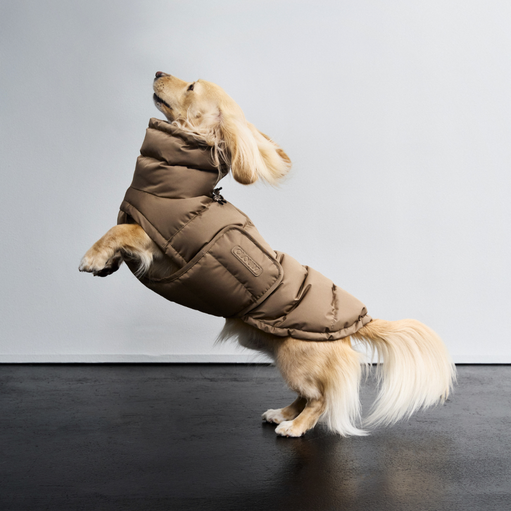 Tragebild Hund mit Cloud7 Hundemantel Winter ALASKA Sandy Brown