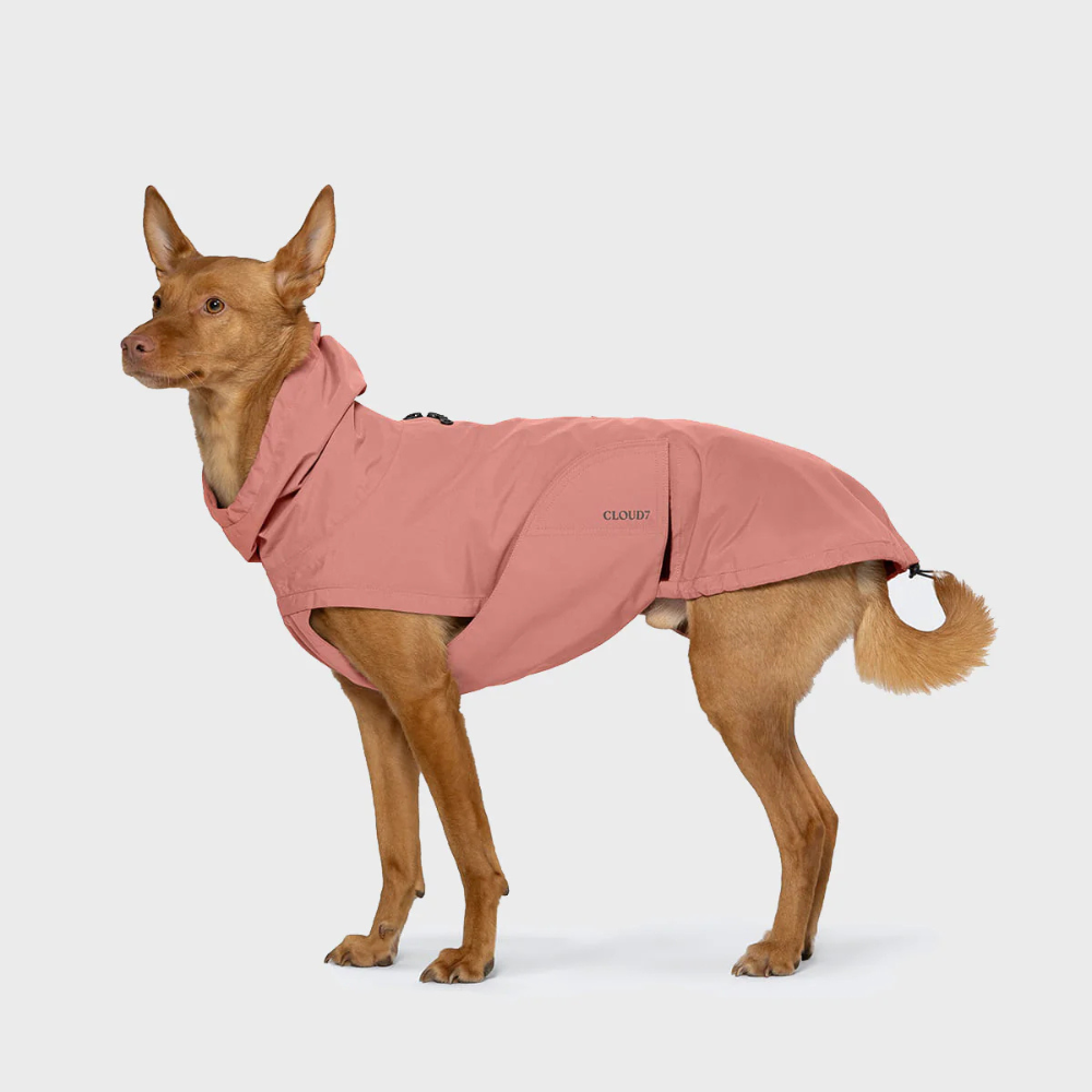 Tragebild Hund mit Cloud7 Hunderegenmantel Dublin 2.0 Faded Rose