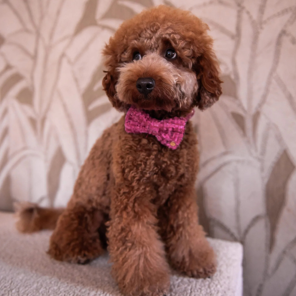 Tragebild Hund mit Fliege Tweed CHLOE Pink - floofs & cookies