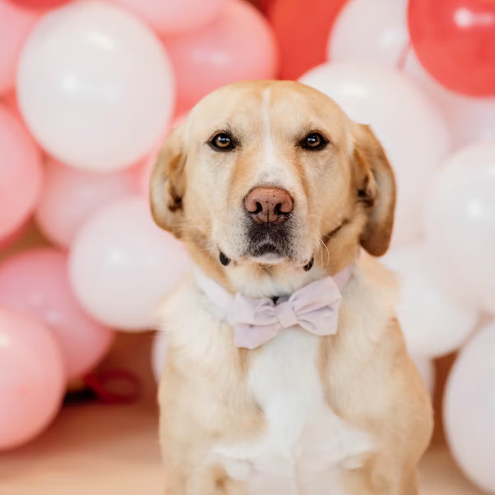 Tragebild Hund mit Fliege VELVET Rosa Hell - Kentucky Dogwear