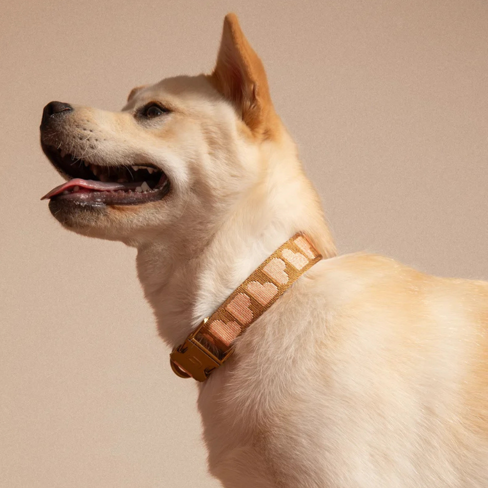 Tragebild Hund mit Heart Hundehalsband Brown/Apricot - DOGGUO