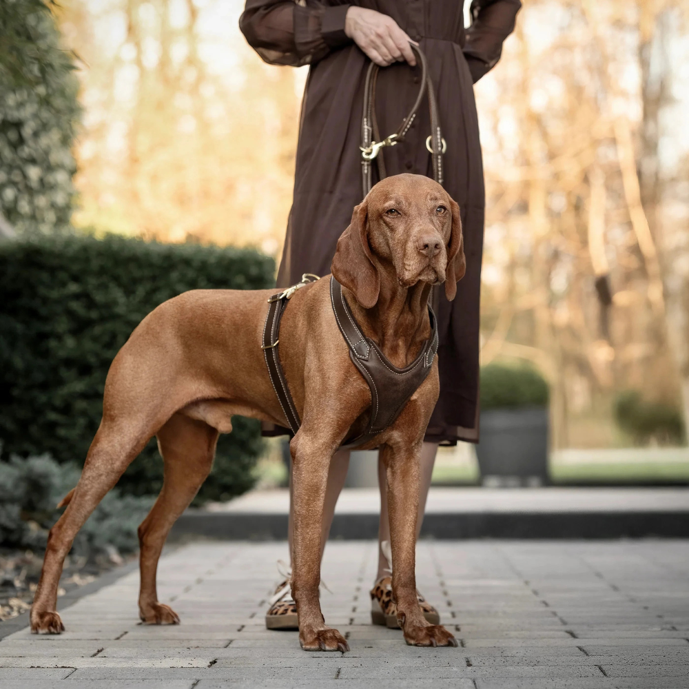 Tragebild HUnd mit Hundegeschirr Leder Old English Gold - MAUL Ledermanufaktur