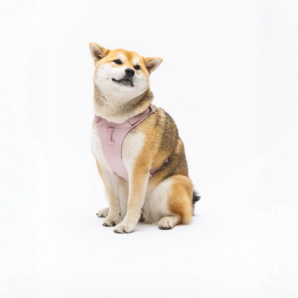 Tragebild Hund mit Hundegeschirr weich gepolstert Rosa - United Pets