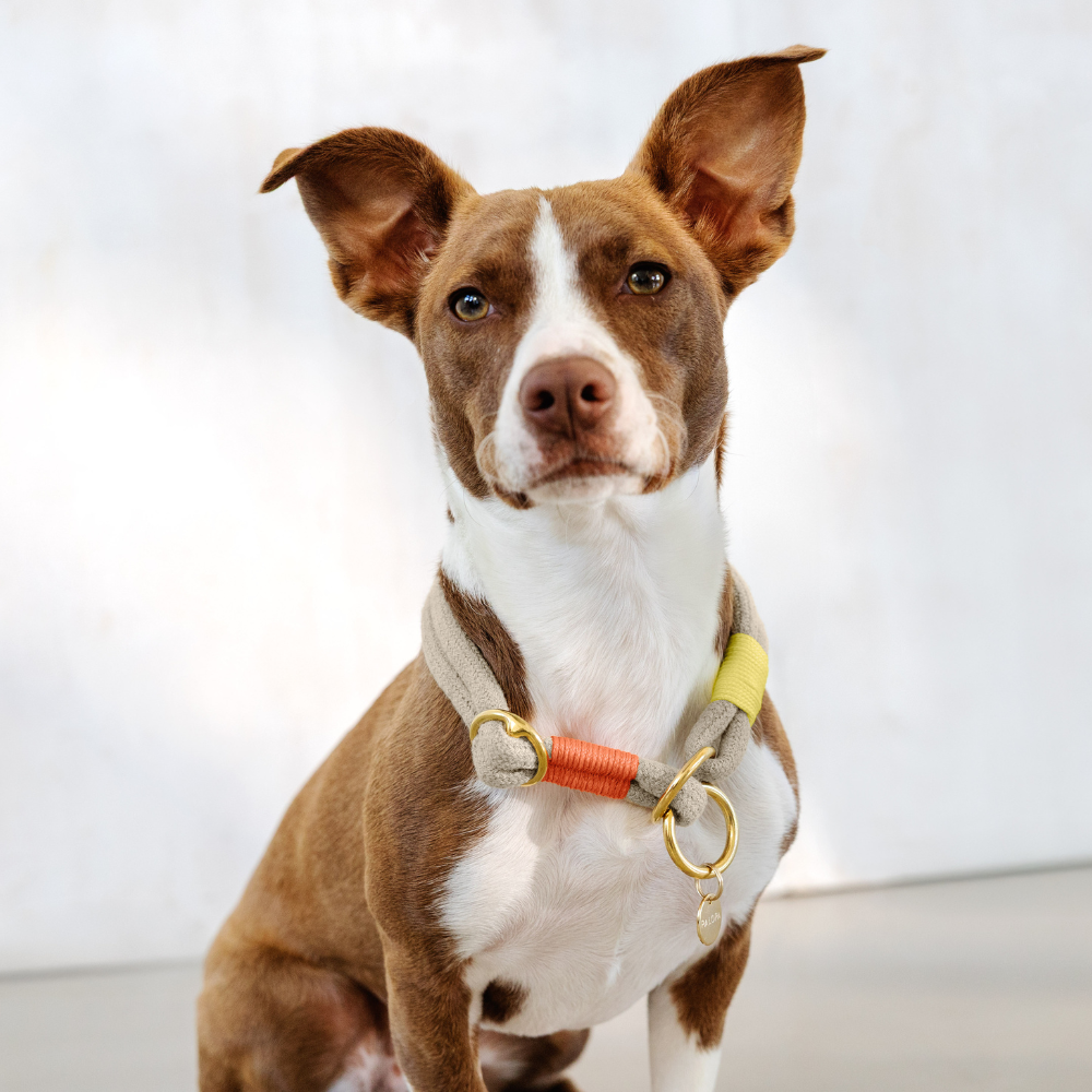 Tragebild Hund mit Hundehalsband MILA SLIM Natur Neon Orange - PALOPA