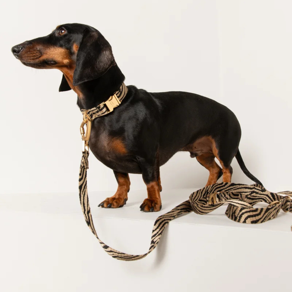 Tragebild Hund mit Set Zebra Halsband & Hundeleine Beige/Black - DOGGUO