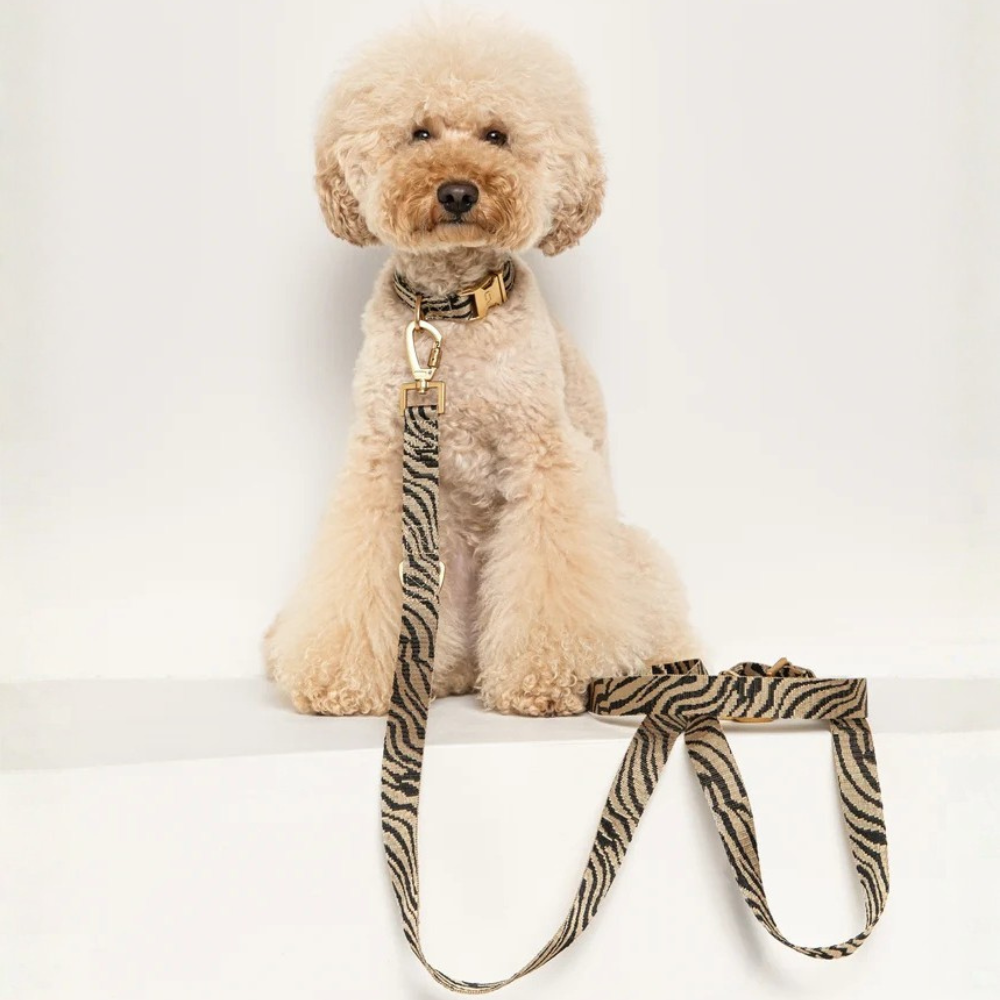 Tragebild Hund mit Set Zebra Halsband & Leine Beige/Black - DOGGUO