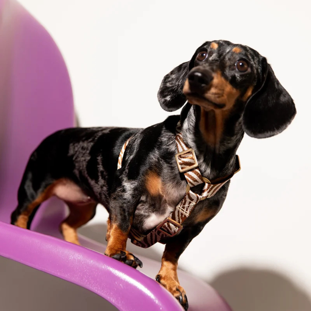 Tragebild Hund mit Zebra Hundegeschirr Brown/Beige - DOGGUO