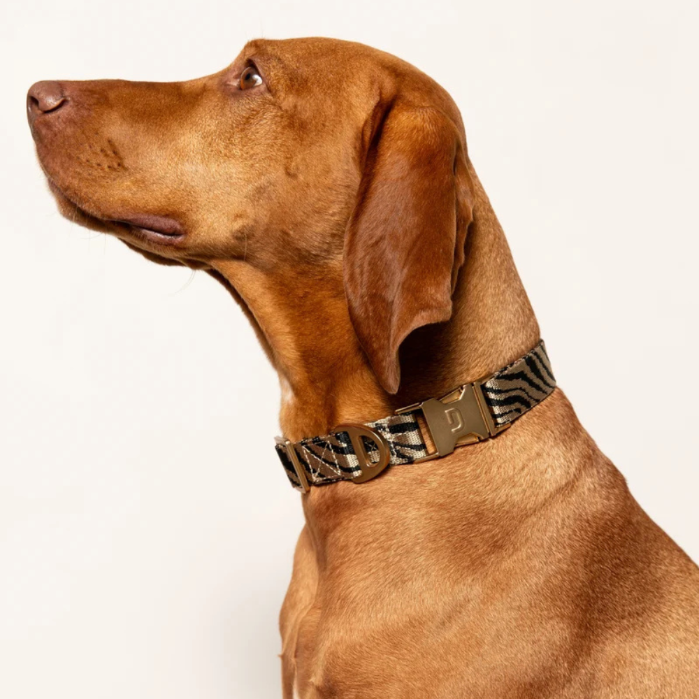 Tragebild Hund mit Zebra Hundehalsband Beige/Black - DOGGUO
