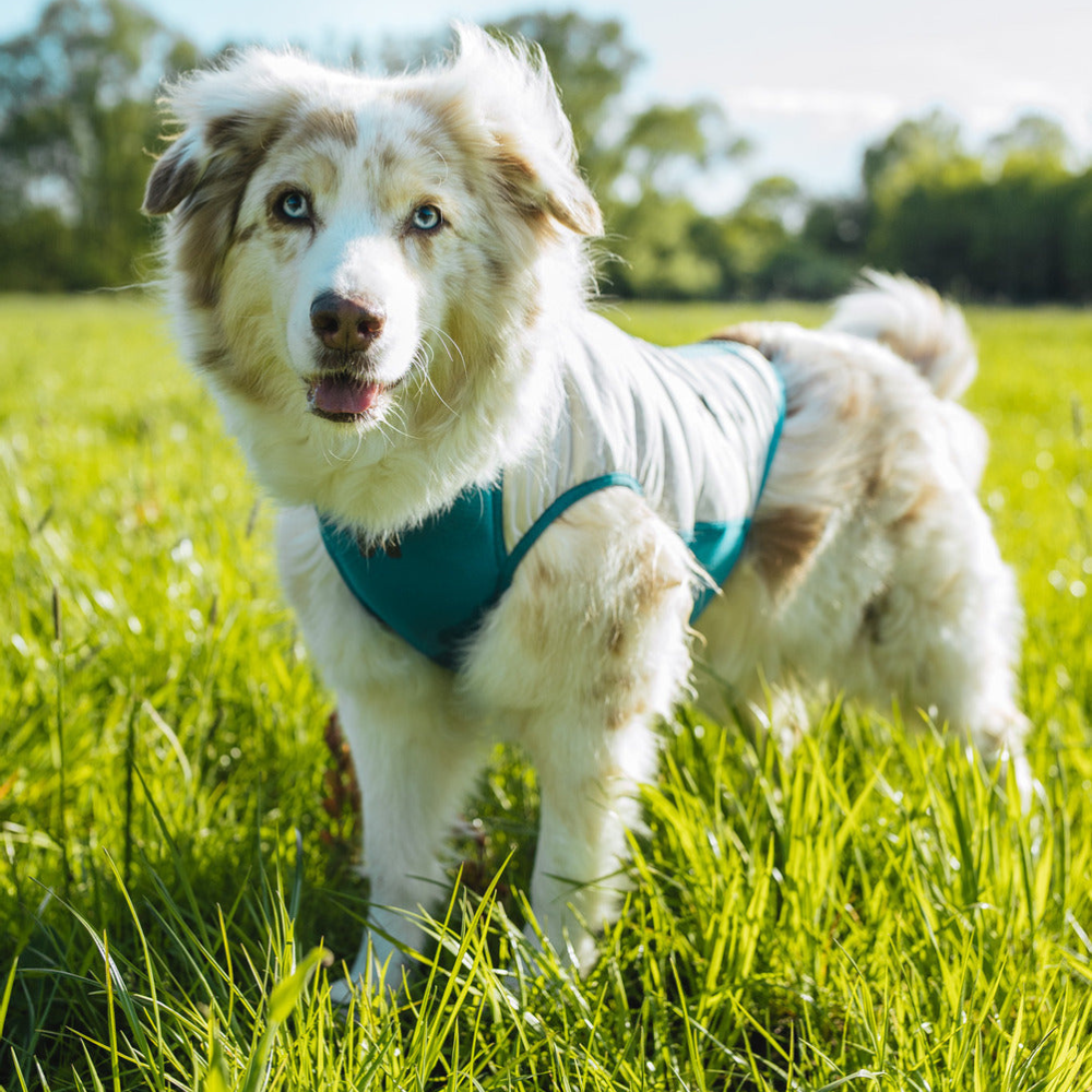 Tragebild Kühlweste Cooling pull-on vest - non-stop dogwear®