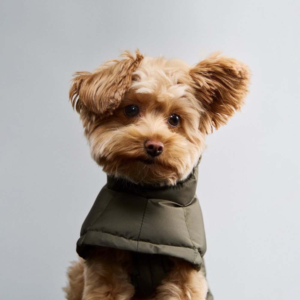 Tragebild Portrait Cloud7 Hundemantel Winter ALASKA Light Olive