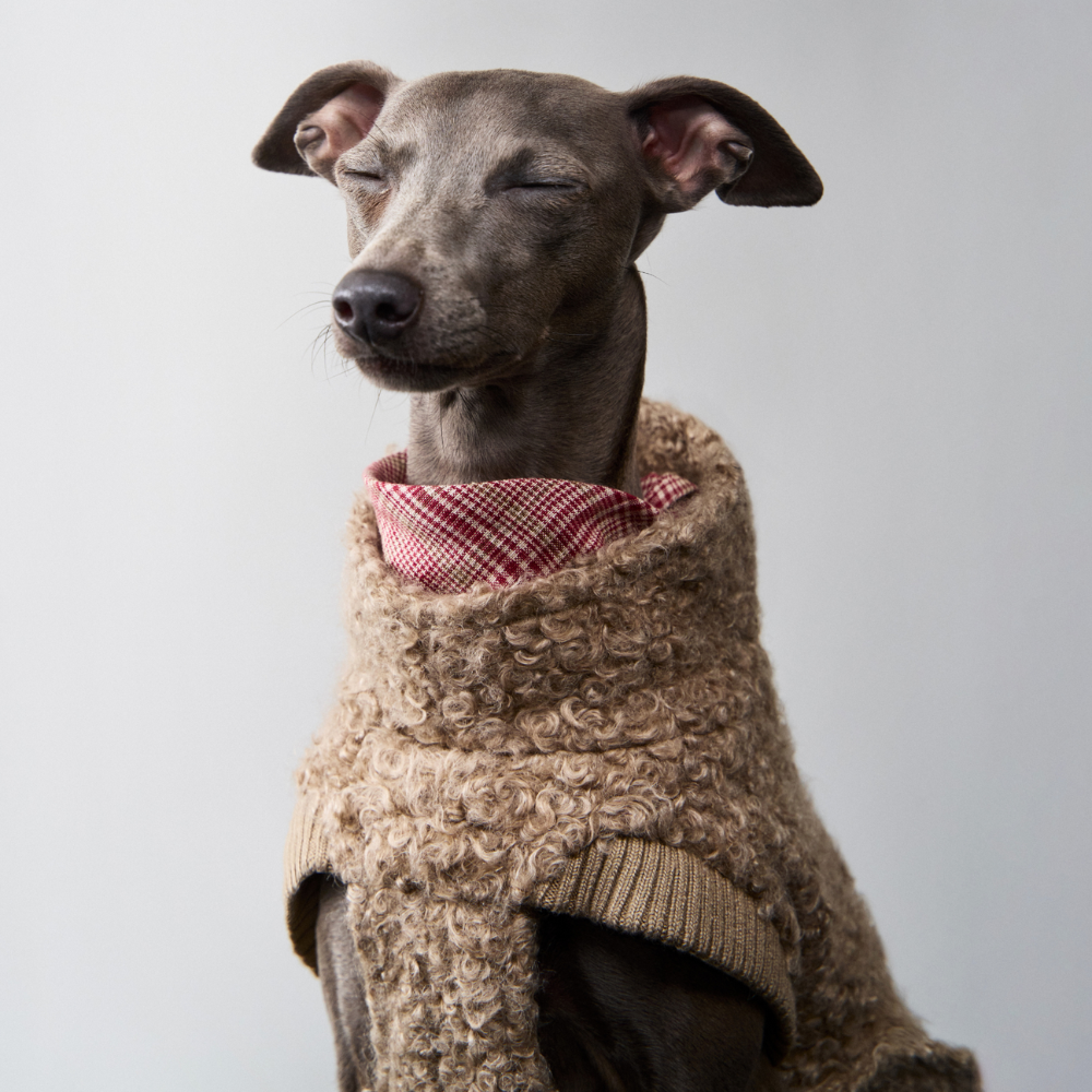 Tragebild Portrait Cloud7 Hundepullover Gotland Sandy Brown