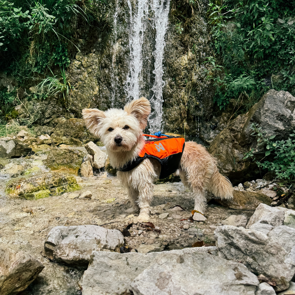 Tragebild Schwimmweste PROTECTOR Life Jacket Orange - non-stop dogwear