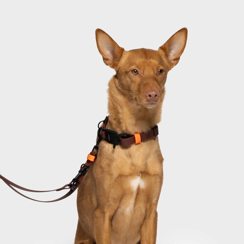 Tragebild Set Cloud7 Hundeleine verstellbar & Halsband BioThane Ipanema Aubergine Orange