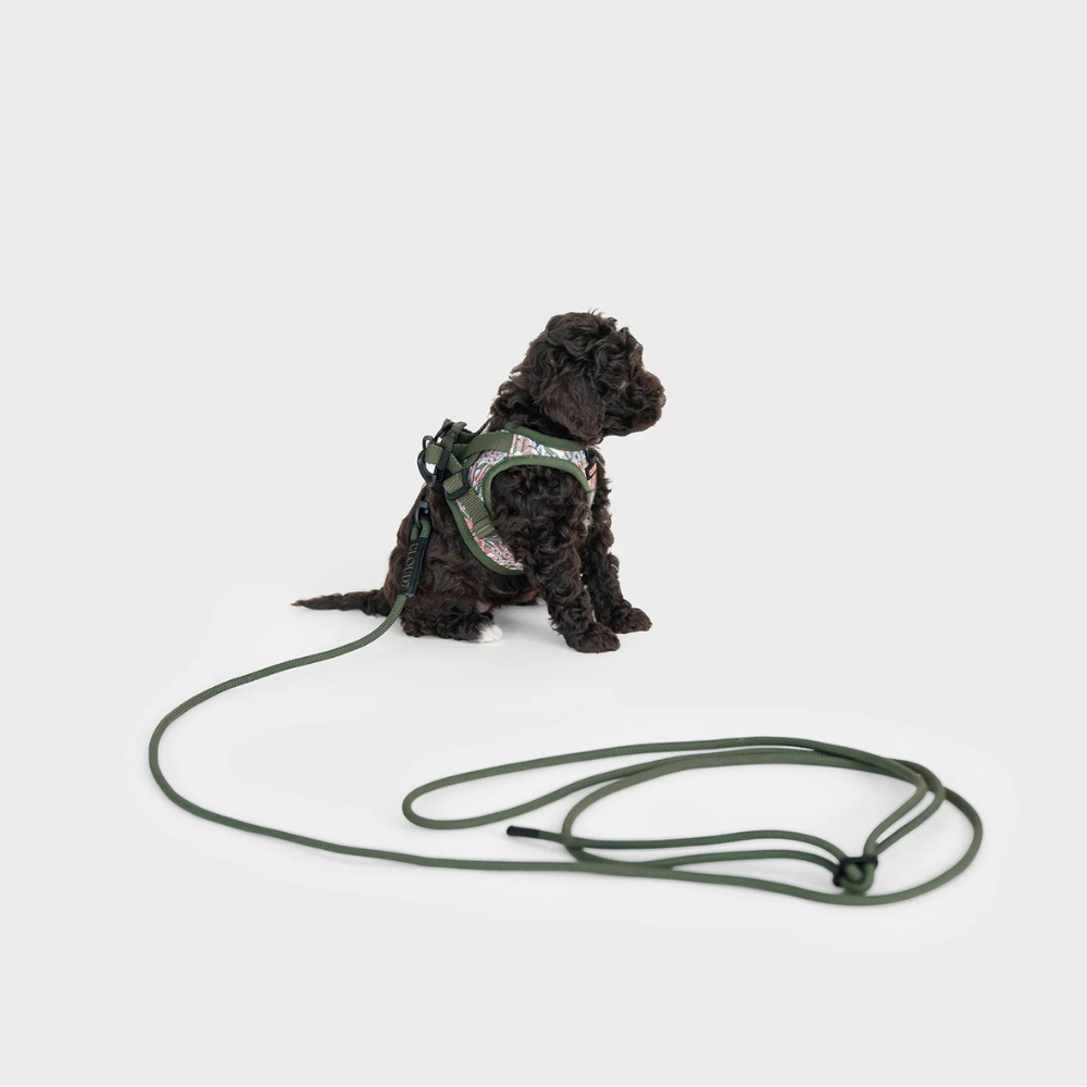 Tragebild kleiner Hund Cloud7 LTTL Seilleine Dark Olive & Westengeschirr Blossoms