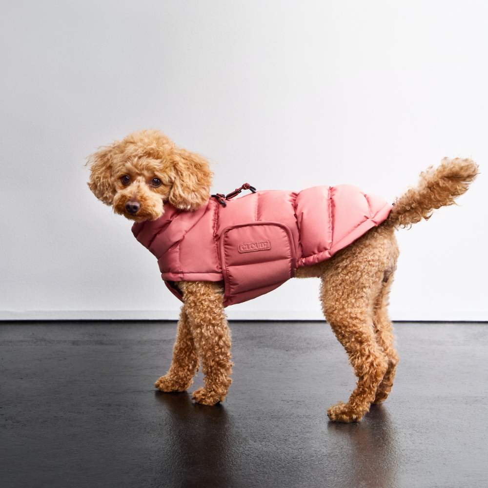 Tragebild kleiner Hund mit Cloud7 Hundemantel Winter ALASKA Faded Rosé