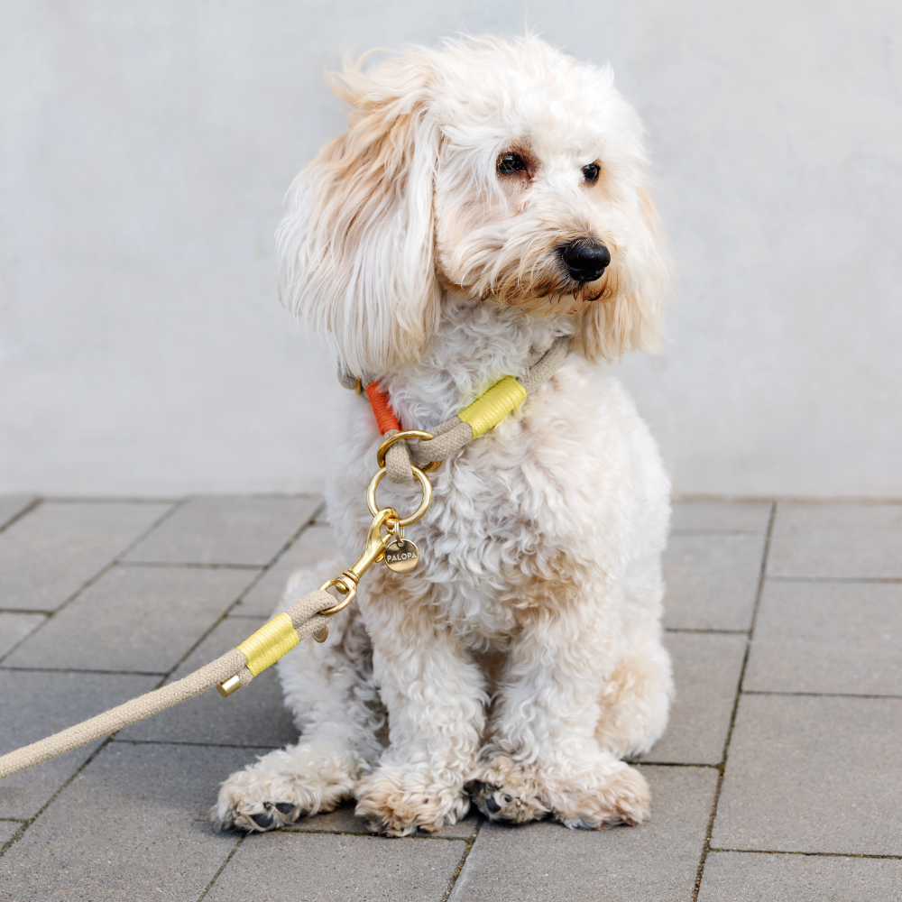 Tragebild kleiner Hund mit Hundehalsband MILA SLIM Natur Neon Orange - PALOPA